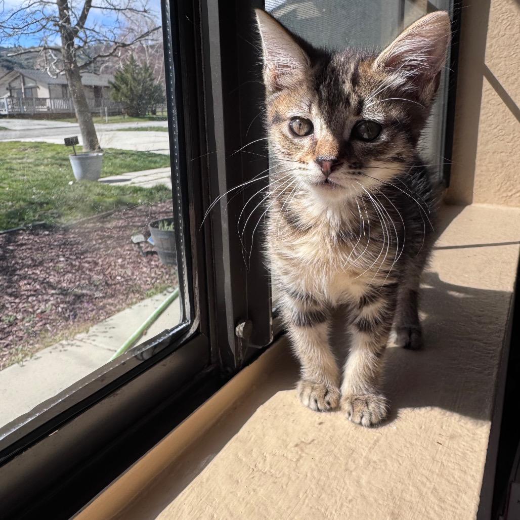 Enlarge Spice, a Adoptable Domestic Short Hair in Los Angeles, CA image 3/6