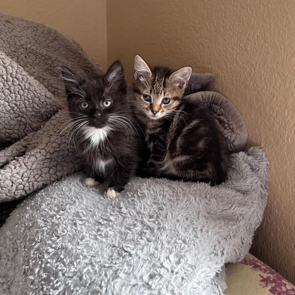 Enlarge Spice, a Adoptable Domestic Short Hair in Los Angeles, CA image 4/6