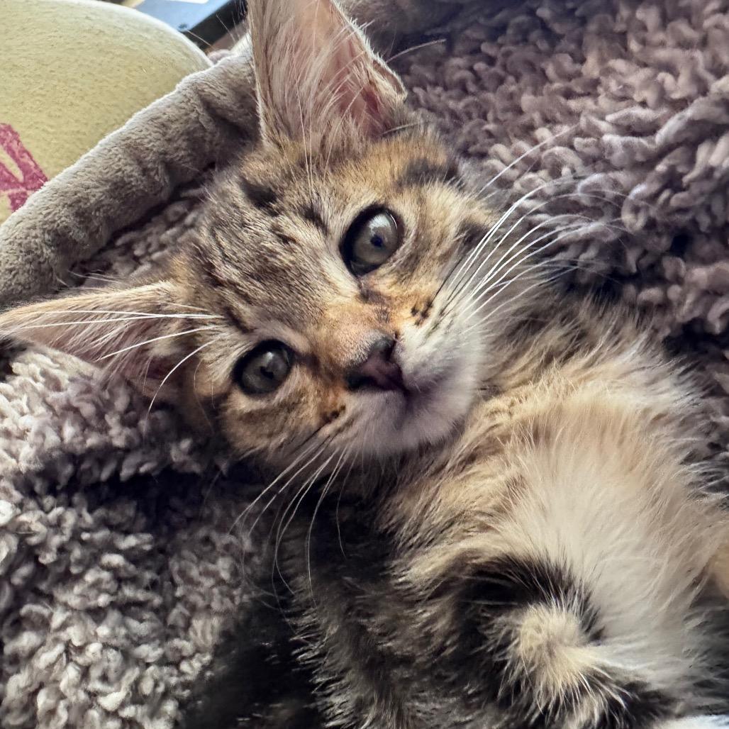 Enlarge Spice, a Adoptable Domestic Short Hair in Los Angeles, CA image 5/6