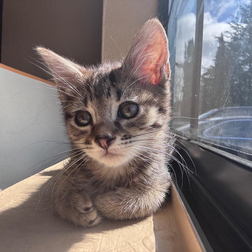 Enlarge Spice, a Adoptable Domestic Short Hair in Los Angeles, CA image 6/6