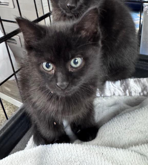 Enlarge Magic Eightball, a Adoptable mixed breed in Pawtucket, RI image 2/4