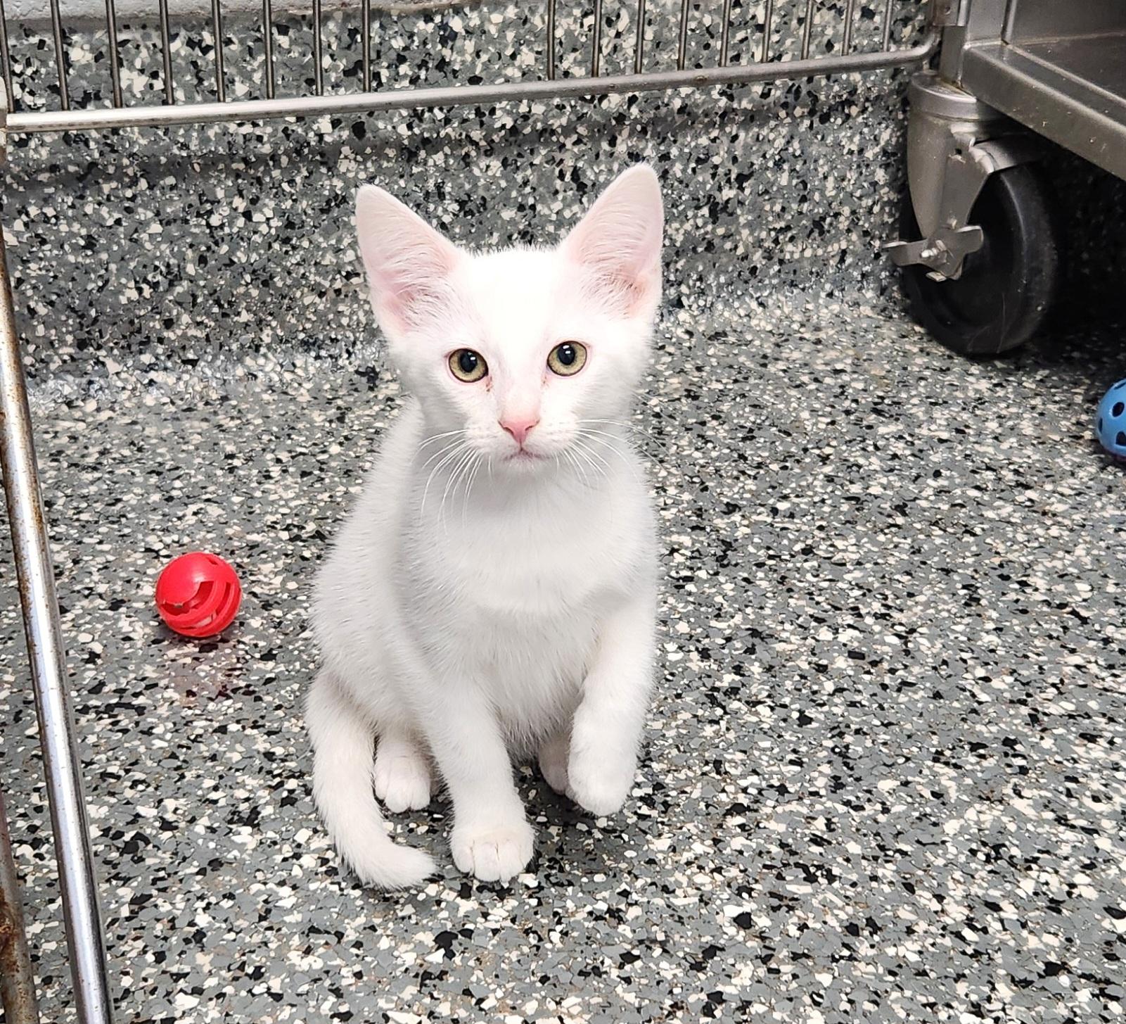 Angel, adopted, Kitten Female Domestic Short Hair.