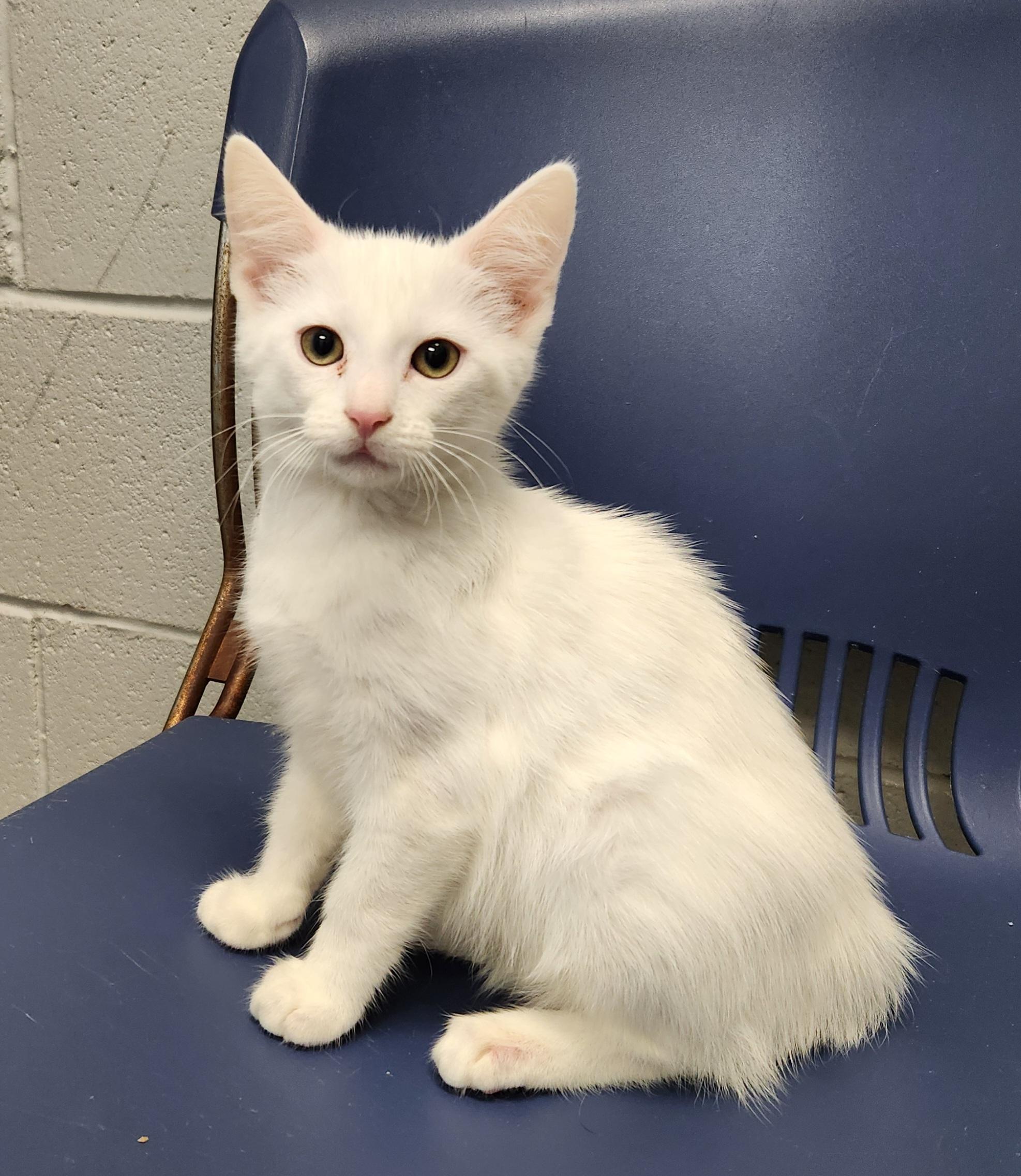 Angel, an adopted mixed breed in Siloam Springs, AR image 2/2