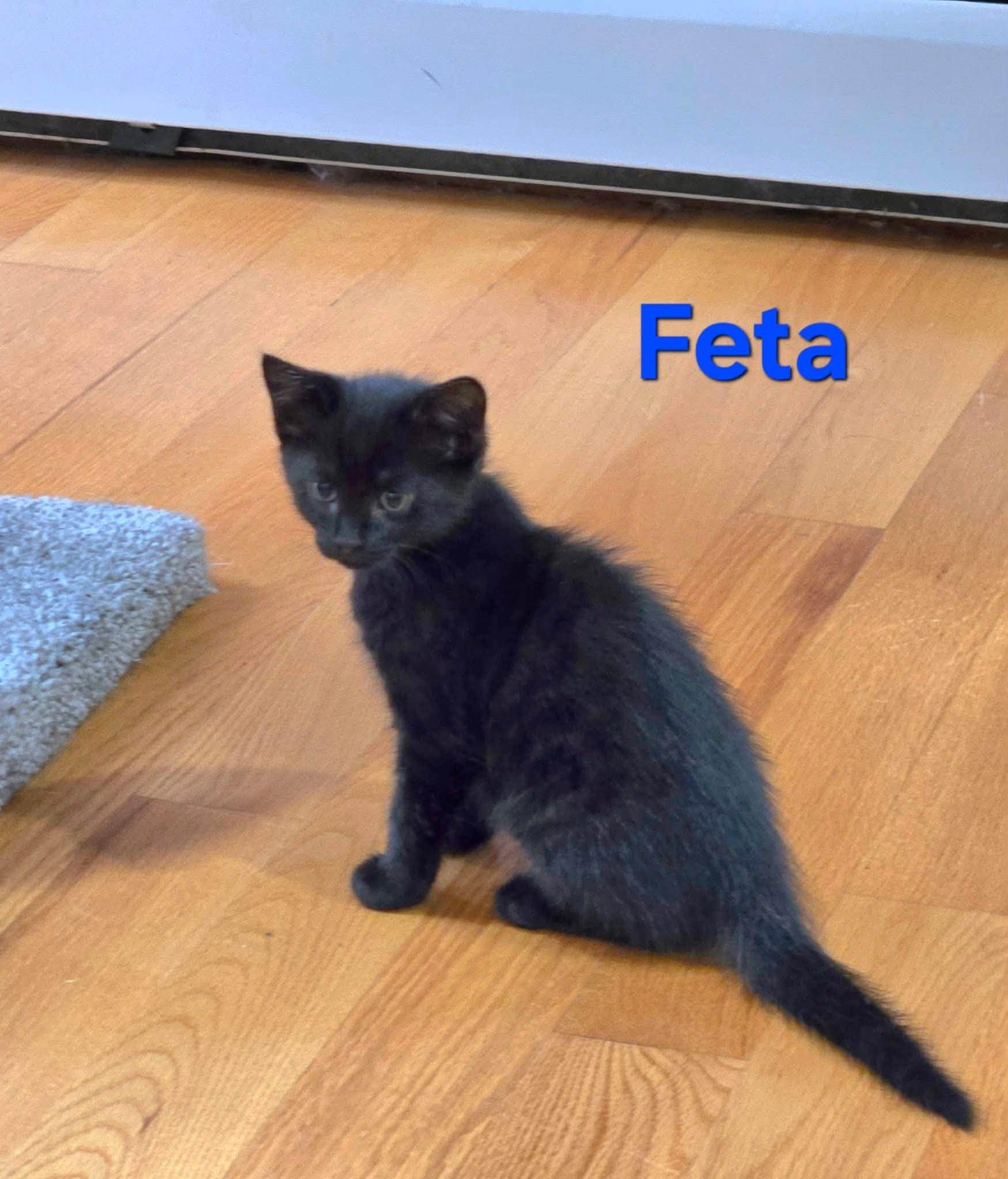 Feta - Kitten, Adopted, Kitten Male Domestic Short Hair.