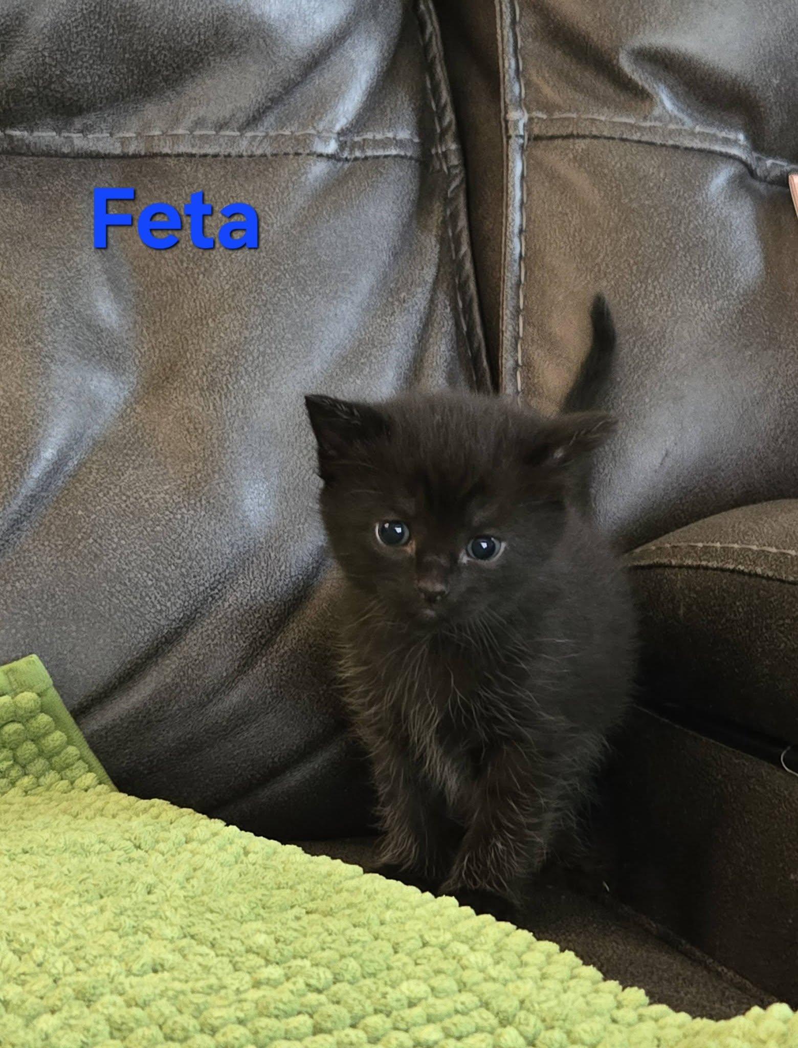 Feta - Kitten, a Adopted Domestic Short Hair in Enfield, CT image 2/5