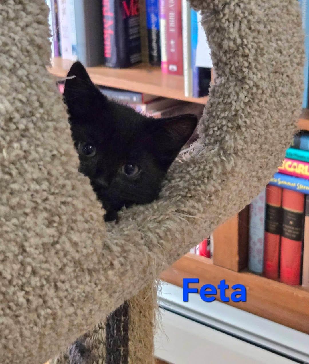 Feta - Kitten, a Adopted Domestic Short Hair in Enfield, CT image 3/5