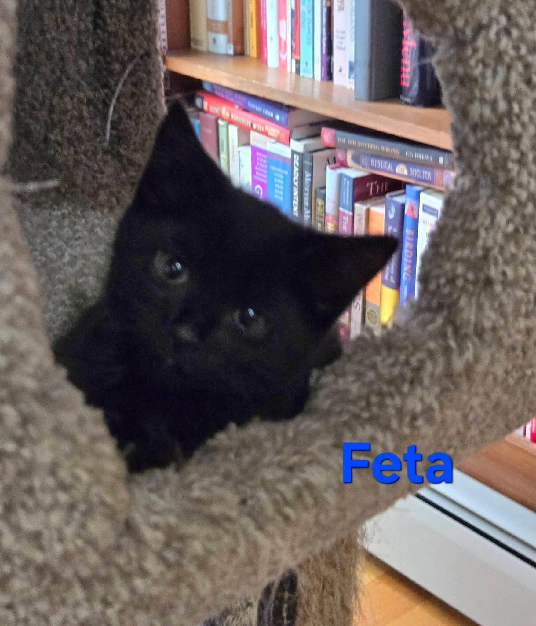 Feta - Kitten, a Adopted Domestic Short Hair in Enfield, CT image 4/5
