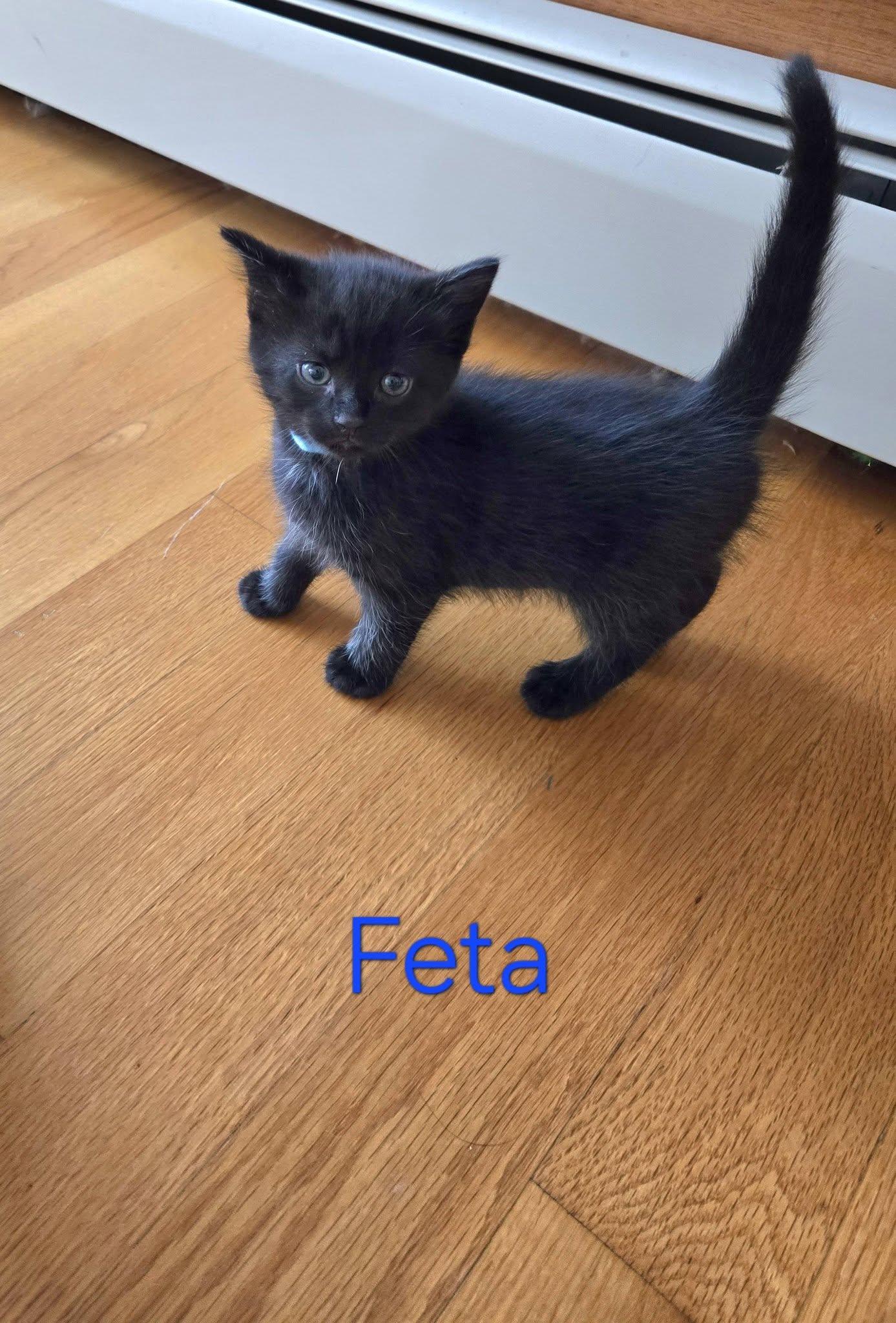 Feta - Kitten, a Adopted Domestic Short Hair in Enfield, CT image 5/5