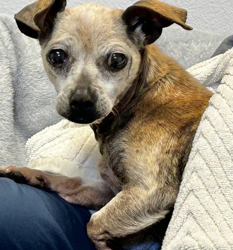 Enlarge Perlita, a Adoptable Chihuahua in Jamestown, CA image 1/2