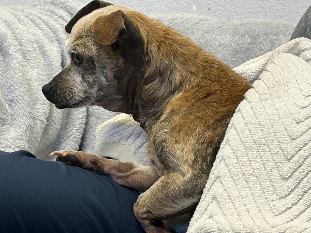 Enlarge Perlita, a Adoptable Chihuahua in Jamestown, CA image 2/2