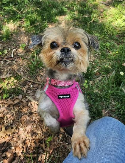 Dixie, Adopted, Adult Female Havanese & Yorkshire Terrier.
