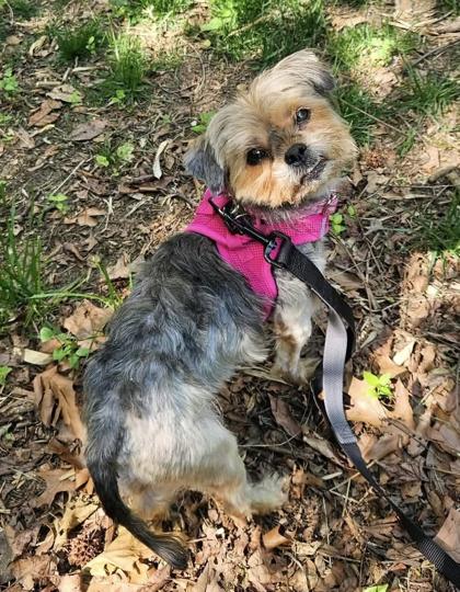 Enlarge Dixie, a Adopted mixed breed in Annapolis, MD image 2/2