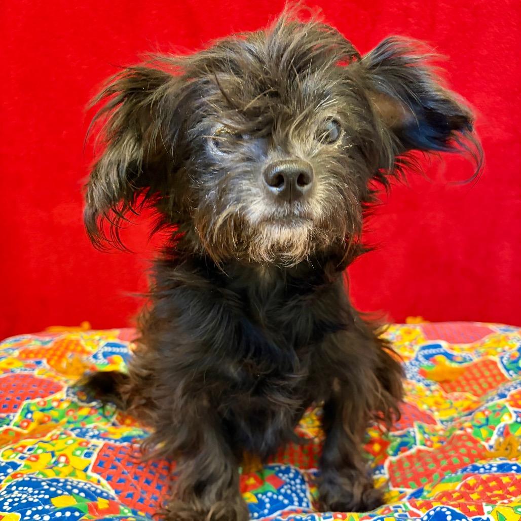 Pearl, Adoptable, Adult Female Lhasa Apso.