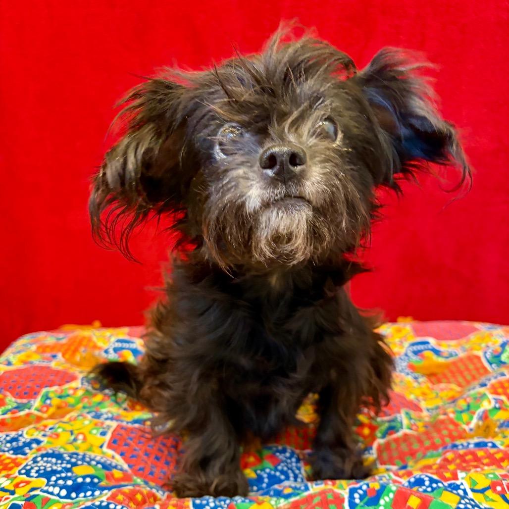 Enlarge Pearl, a Adoptable Lhasa Apso in Pekin, IL image 2/4