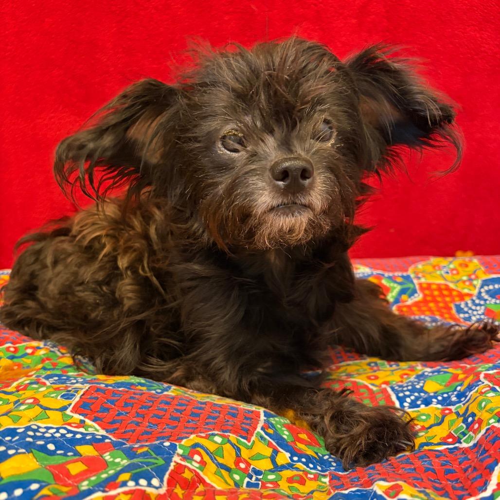 Enlarge Pearl, a Adoptable Lhasa Apso in Pekin, IL image 3/4