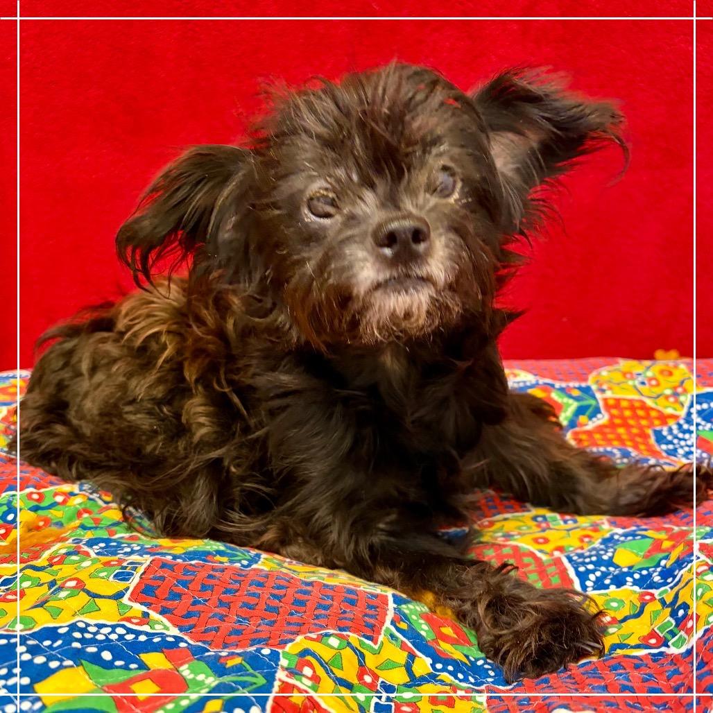 Enlarge Pearl, a Adoptable Lhasa Apso in Pekin, IL image 4/4