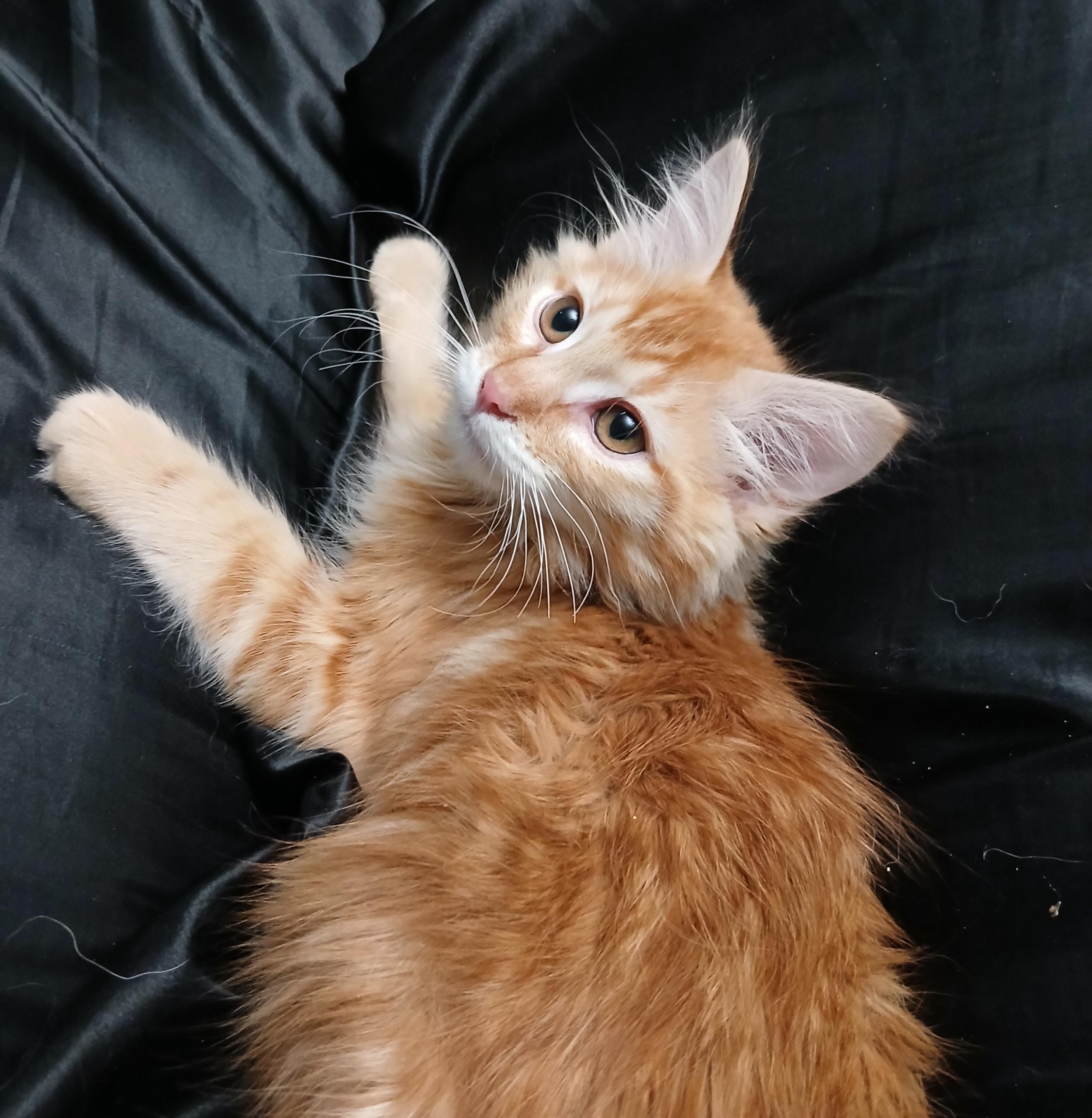 Enlarge Toulouse, an adopted Domestic Long Hair in Portland, OR image 1/2