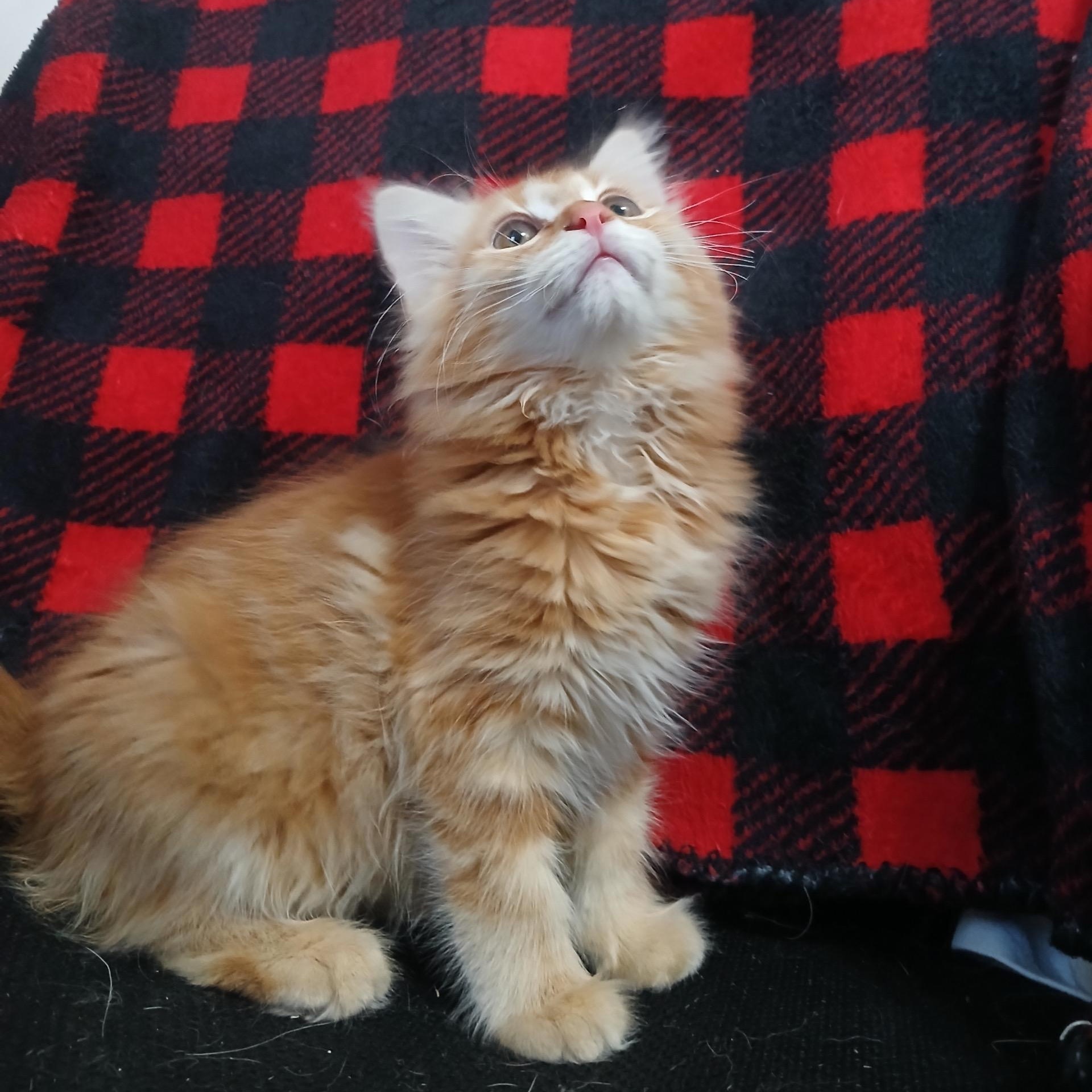 Enlarge Toulouse, an adopted Domestic Long Hair in Portland, OR image 2/2