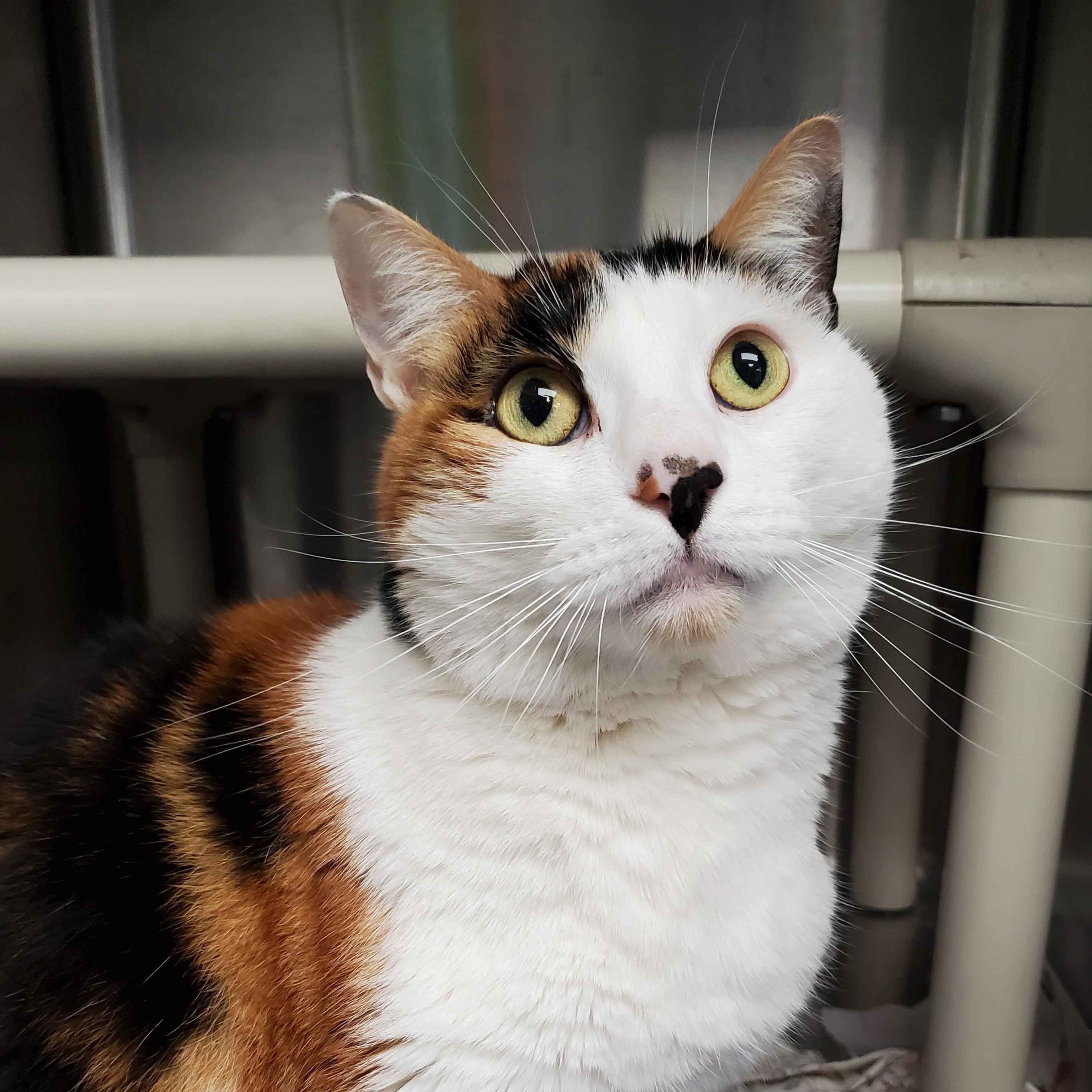Gabby, adopted, Adult Female Domestic Short Hair.