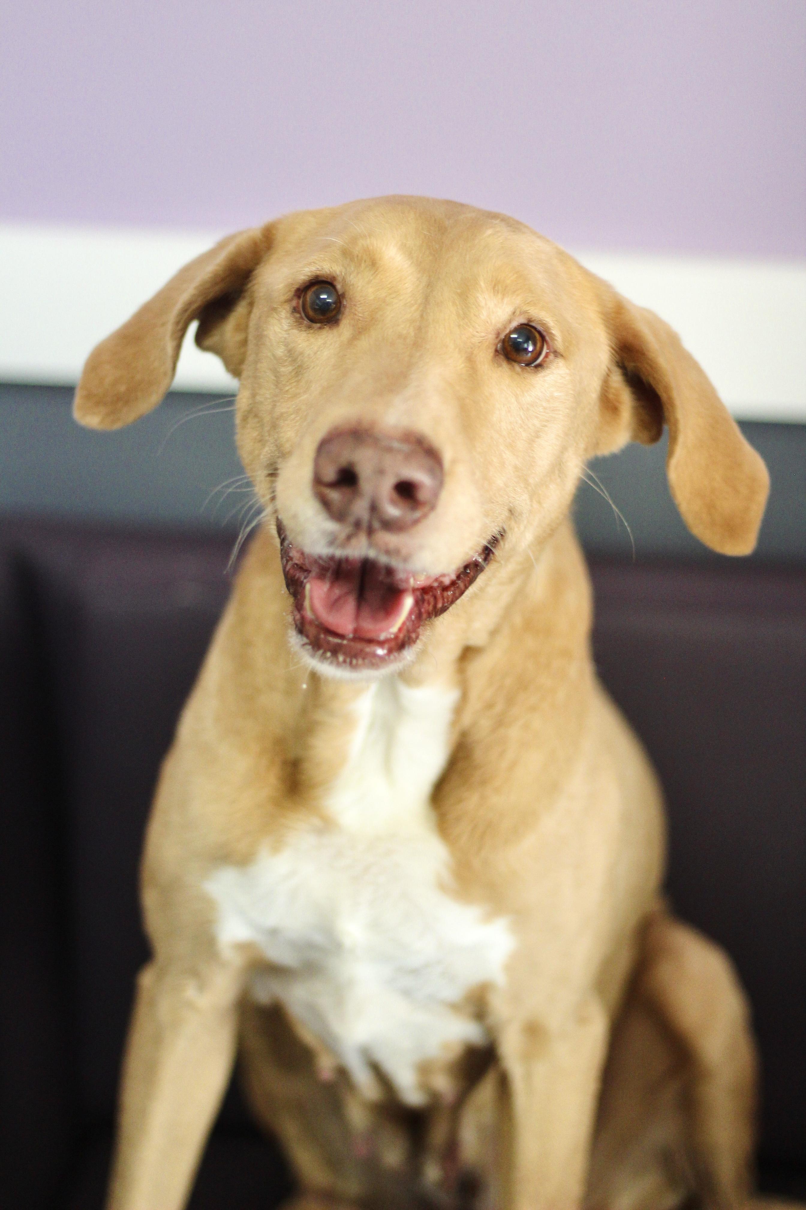 Hobby  in NH! Come Meet our Adoptable Dogs Wednesday-Saturday. More info in Bio! photo 2