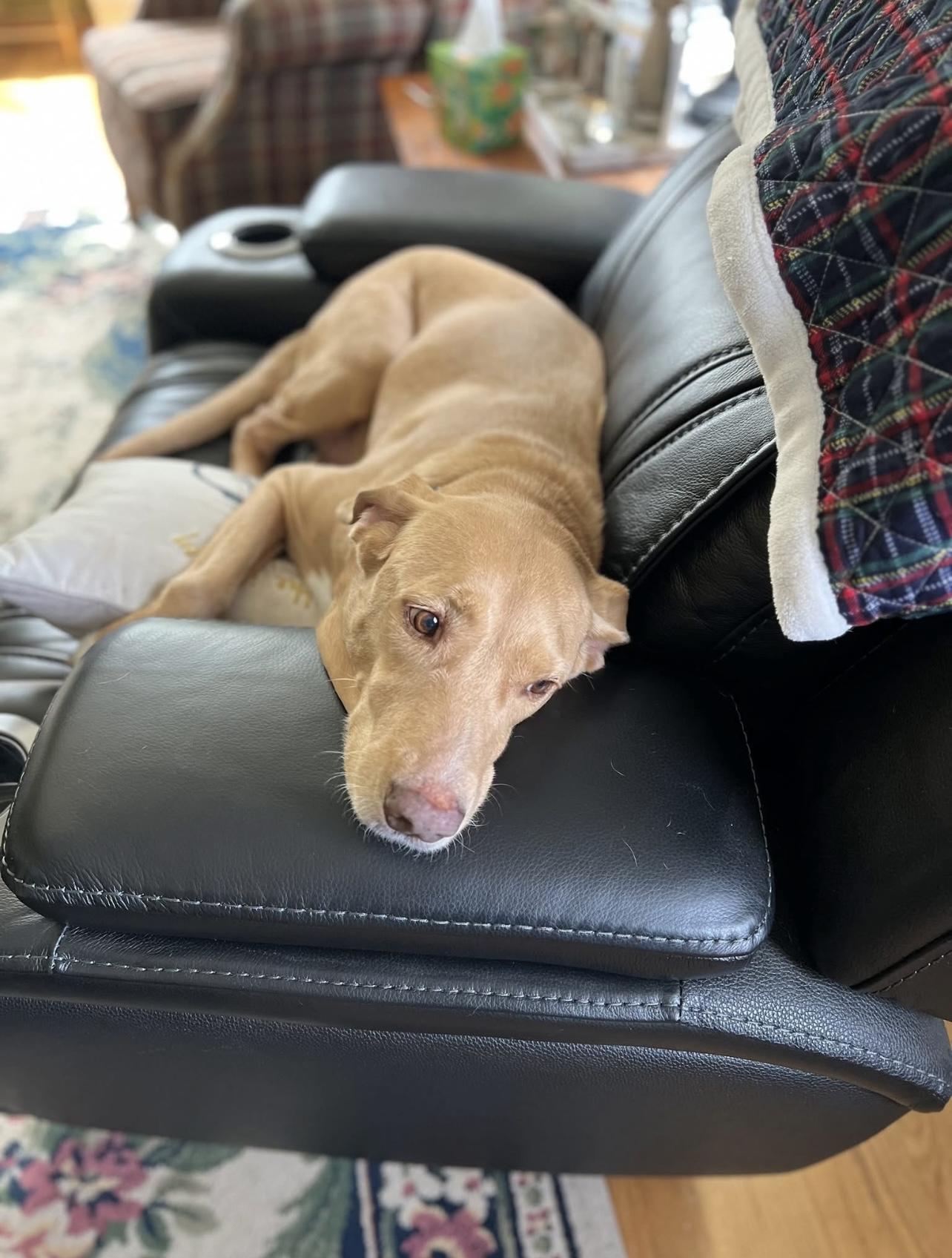 No Fee! Hobby  in NH! Come Meet our Adoptable Dogs Wednesday-Saturday. More info in Bio!