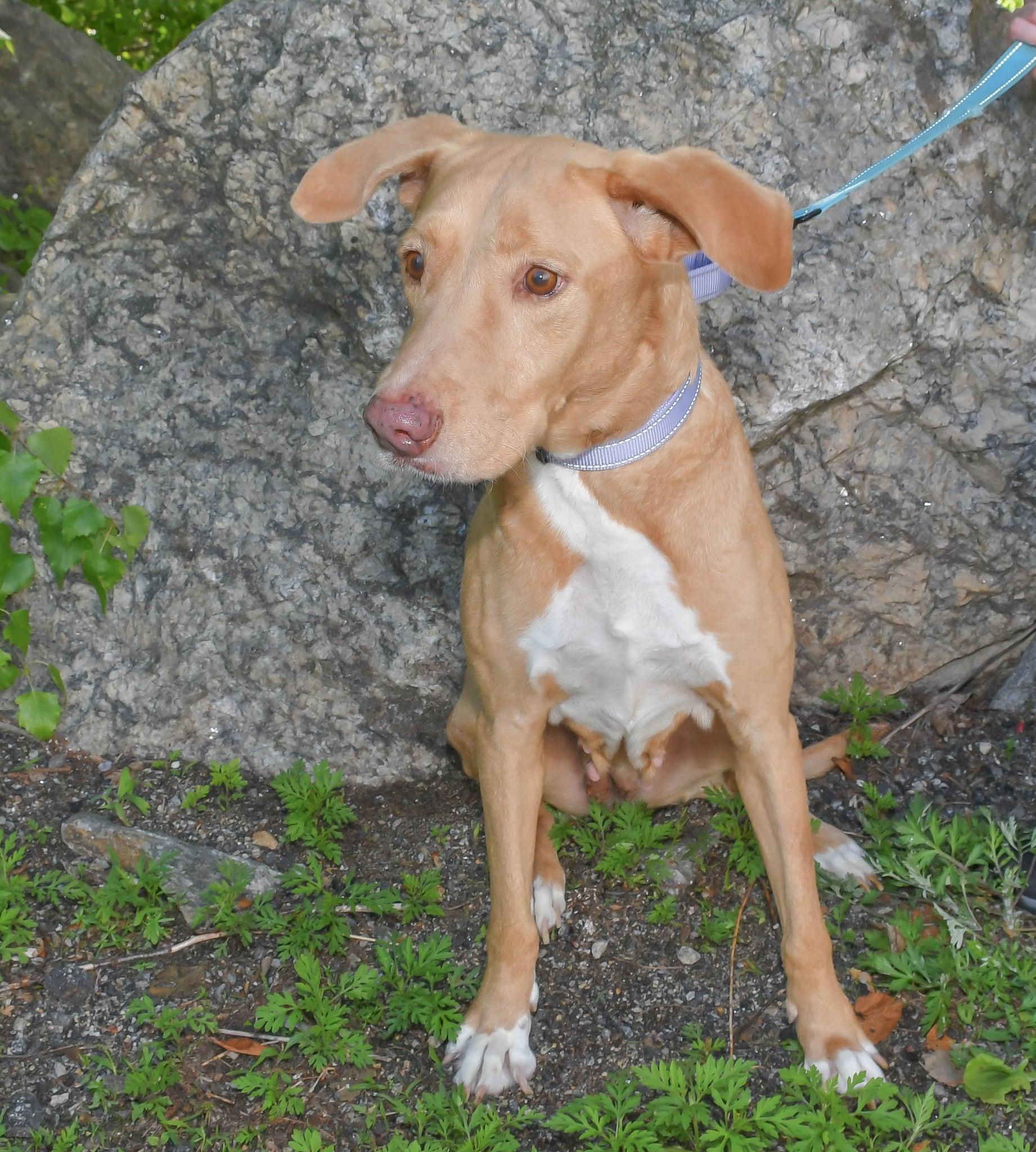 Hobby  in NH! Come Meet our Adoptable Dogs Wednesday-Saturday. More info in Bio! photo 3