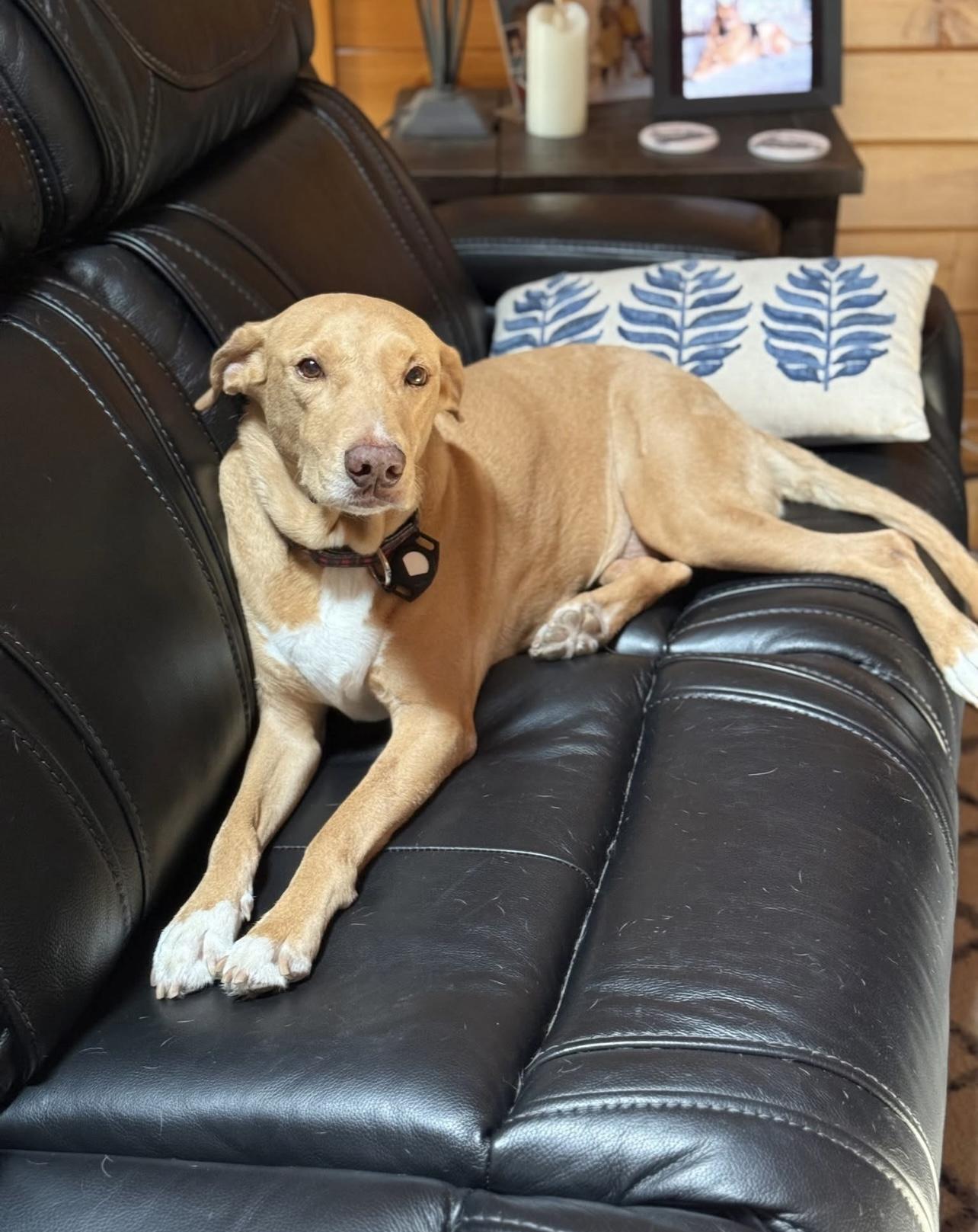 No Fee! Hobby  in NH! Come Meet our Adoptable Dogs Wednesday-Saturday. More info in Bio!