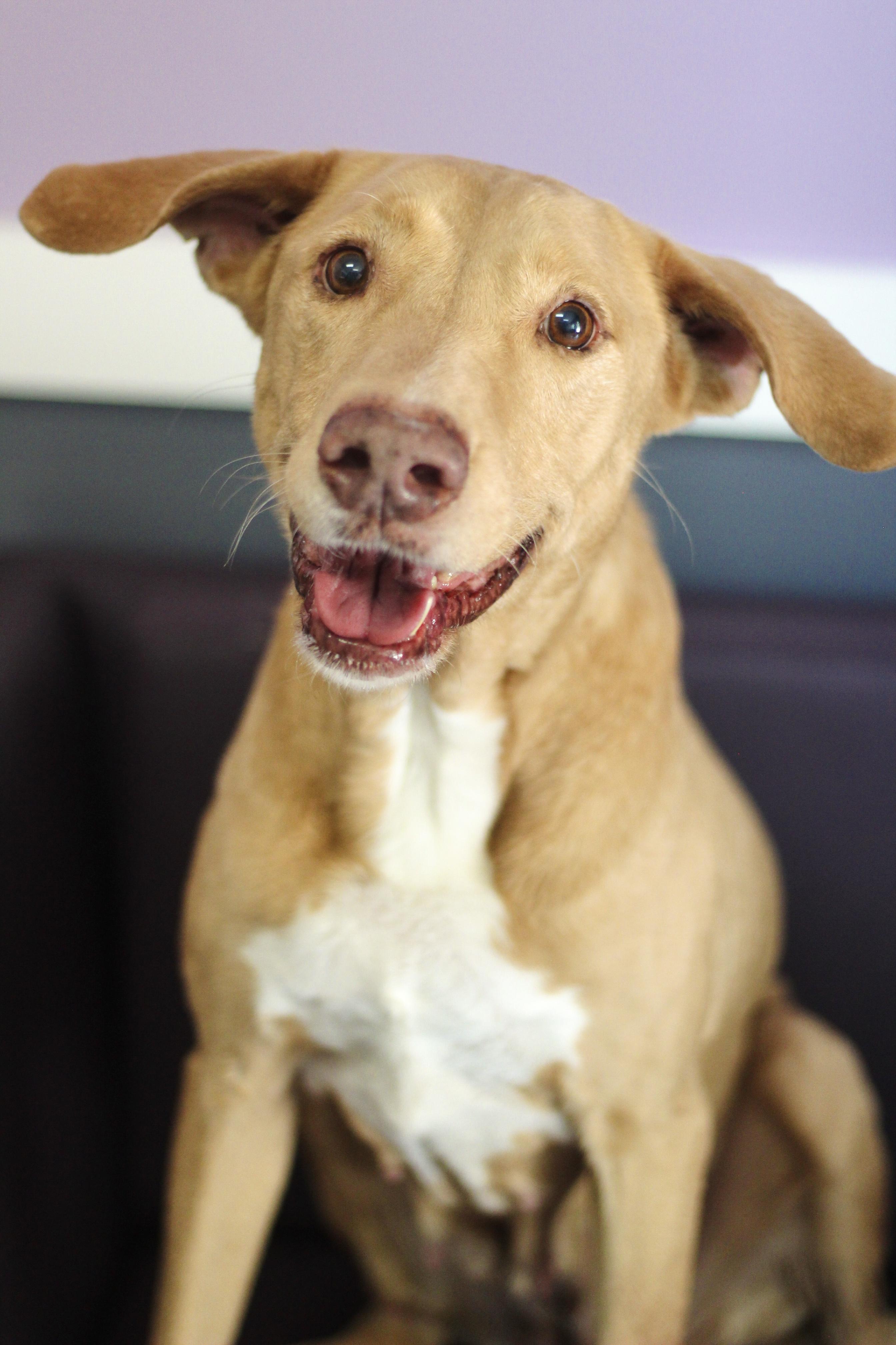 Hobby  in NH! Come Meet our Adoptable Dogs Wednesday-Saturday. More info in Bio!, Young Female Labrador Retriever