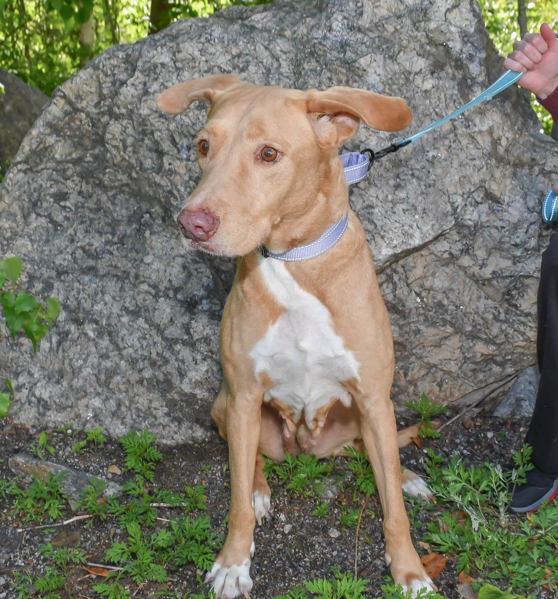 Hobby  in NH! Come Meet our Adoptable Dogs Wednesday-Saturday. More info in Bio! photo 4