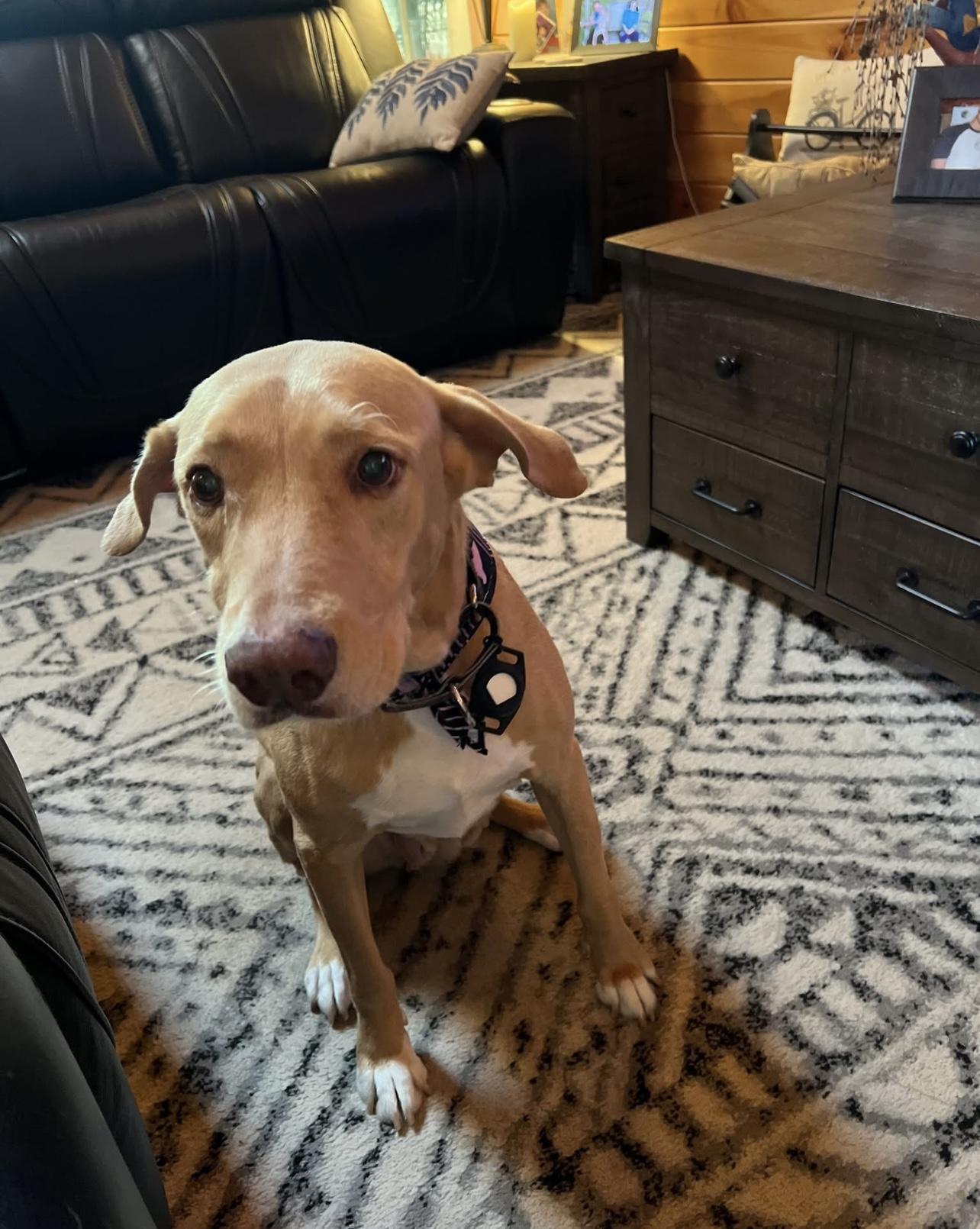 No Fee! Hobby  in NH! Come Meet our Adoptable Dogs Wednesday-Saturday. More info in Bio!