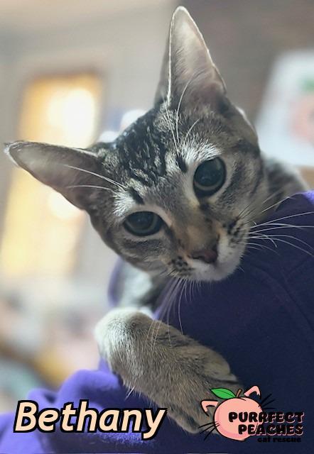 Enlarge Bethany, a Adoptable mixed breed in Douglasville, GA image 1/2