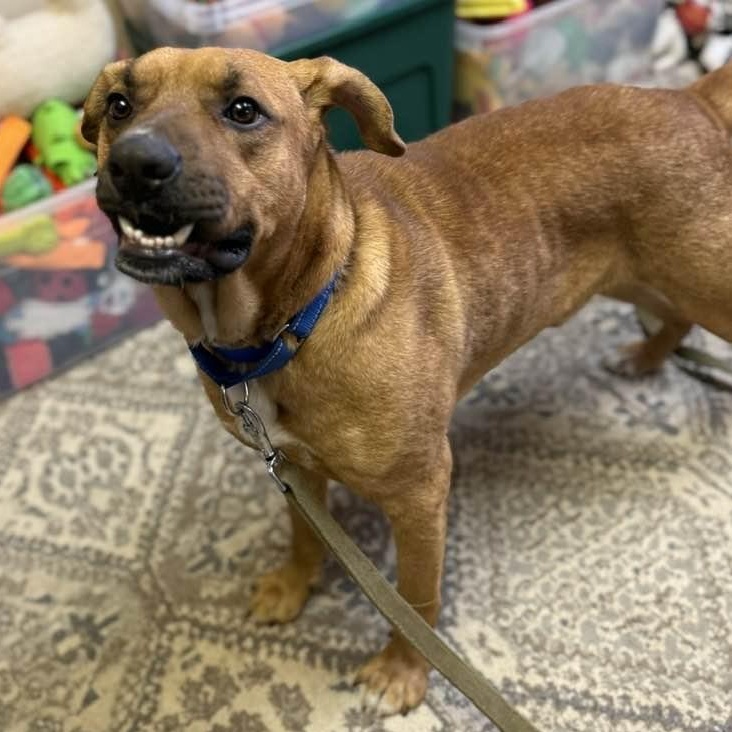 Enlarge Scooby, a ADOPTABLE mixed breed in Washington, PA image 3/6