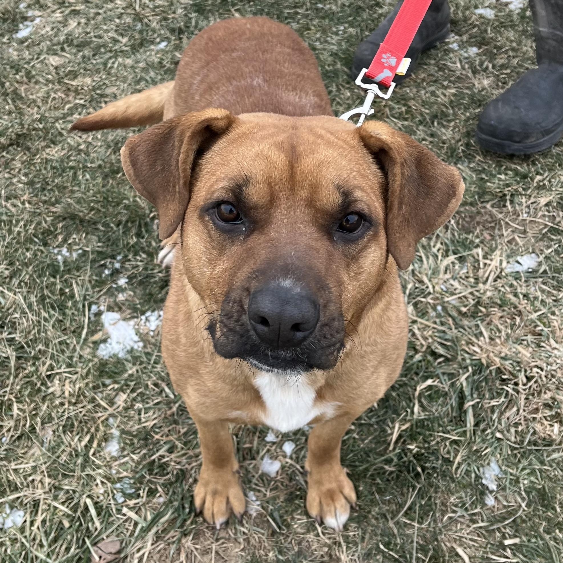 Scooby, ADOPTABLE, Adult Male Shar-Pei.