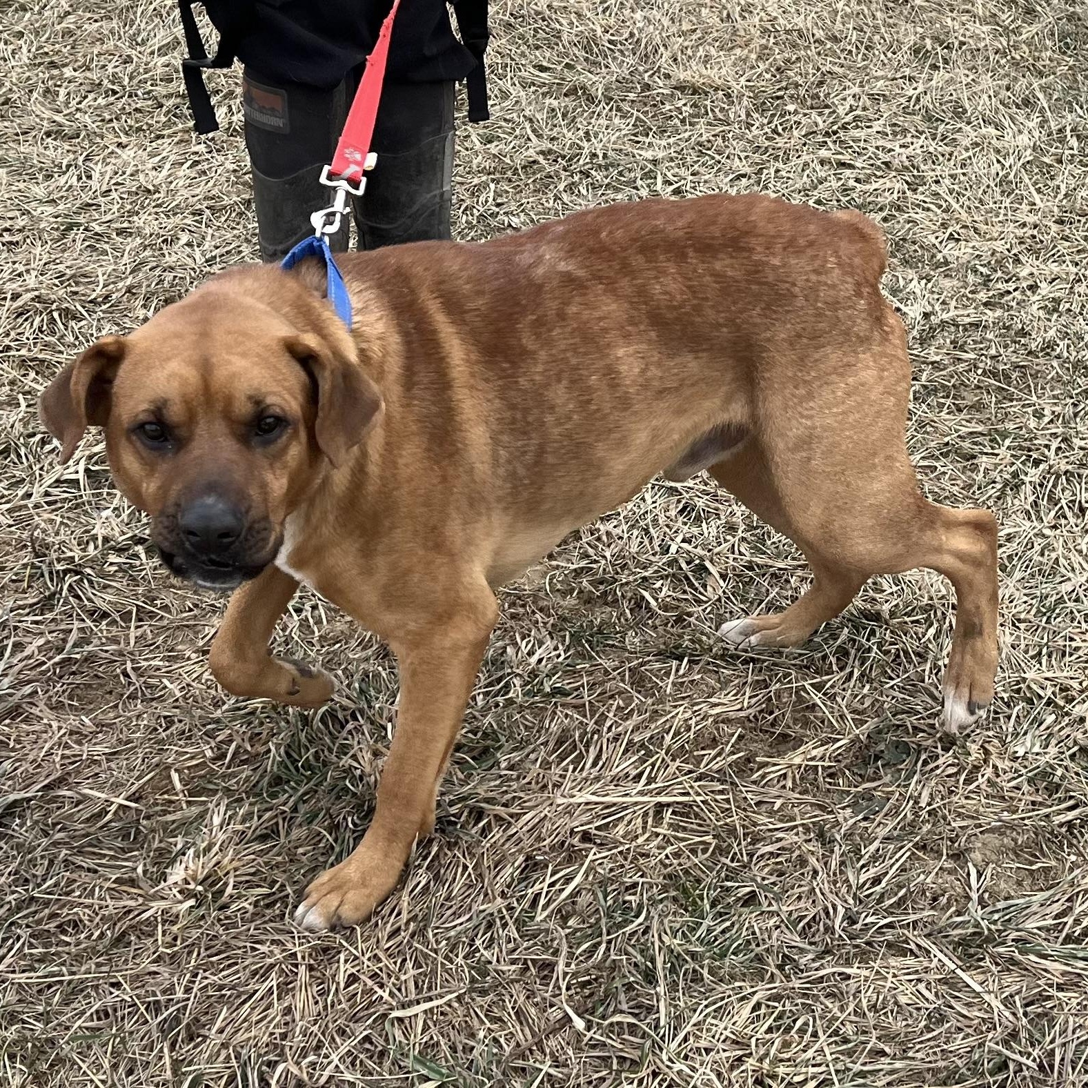 Enlarge Scooby, a ADOPTABLE mixed breed in Washington, PA image 6/6