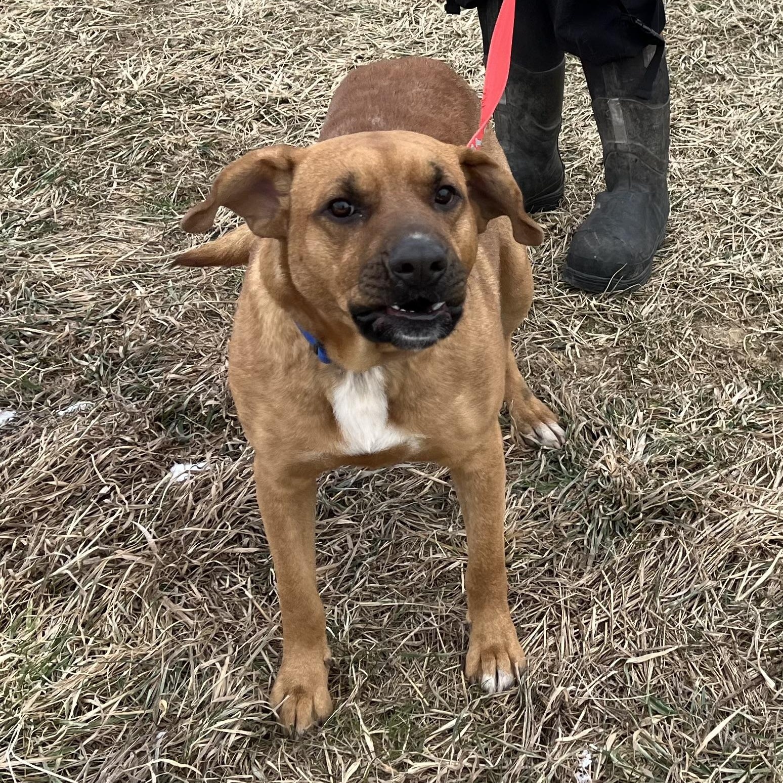 Enlarge Scooby, a ADOPTABLE mixed breed in Washington, PA image 5/6