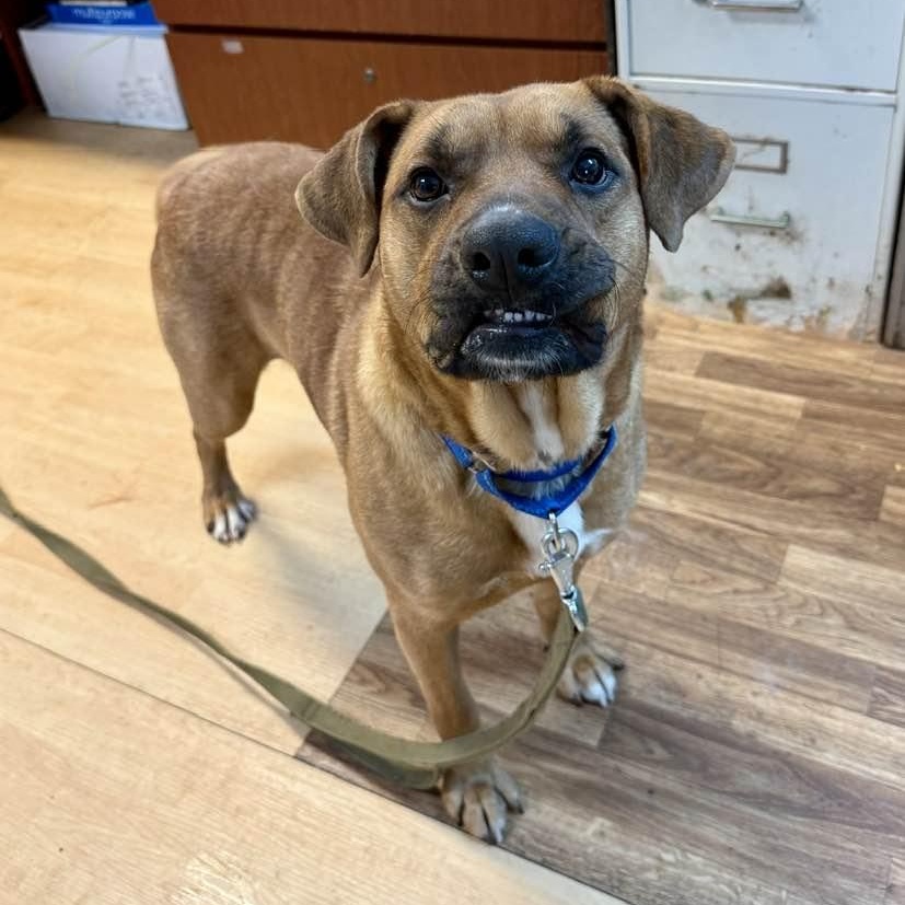 Enlarge Scooby, a ADOPTABLE mixed breed in Washington, PA image 4/6