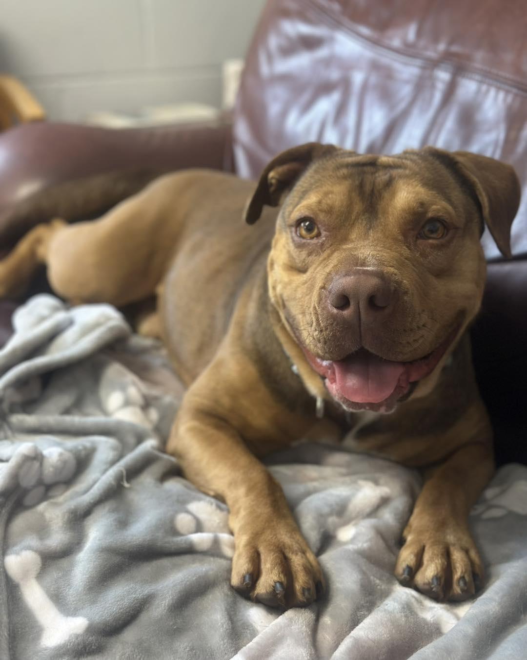 Enlarge Igor, a Adoptable Terrier in North Myrtle Beach, SC image 2/6