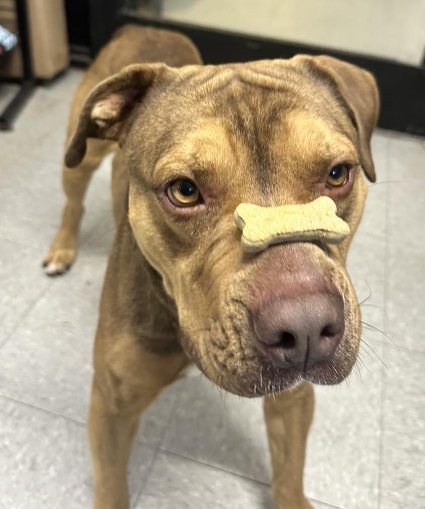 Enlarge Igor, a Adoptable Terrier in North Myrtle Beach, SC image 3/6