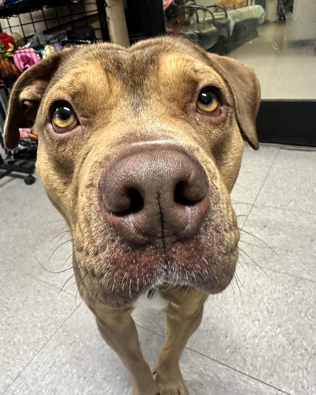 Enlarge Igor, a Adoptable Terrier in North Myrtle Beach, SC image 5/6
