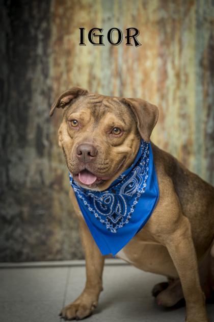 Igor, Adoptable, Adult Male Terrier.