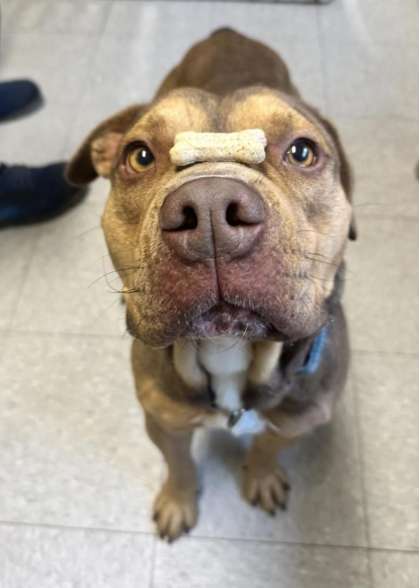 Igor — thumbnail 3