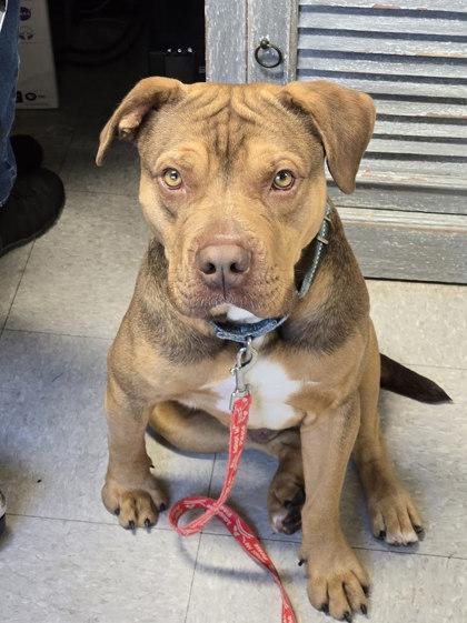 Enlarge Igor, a Adoptable Terrier in North Myrtle Beach, SC image 2/6