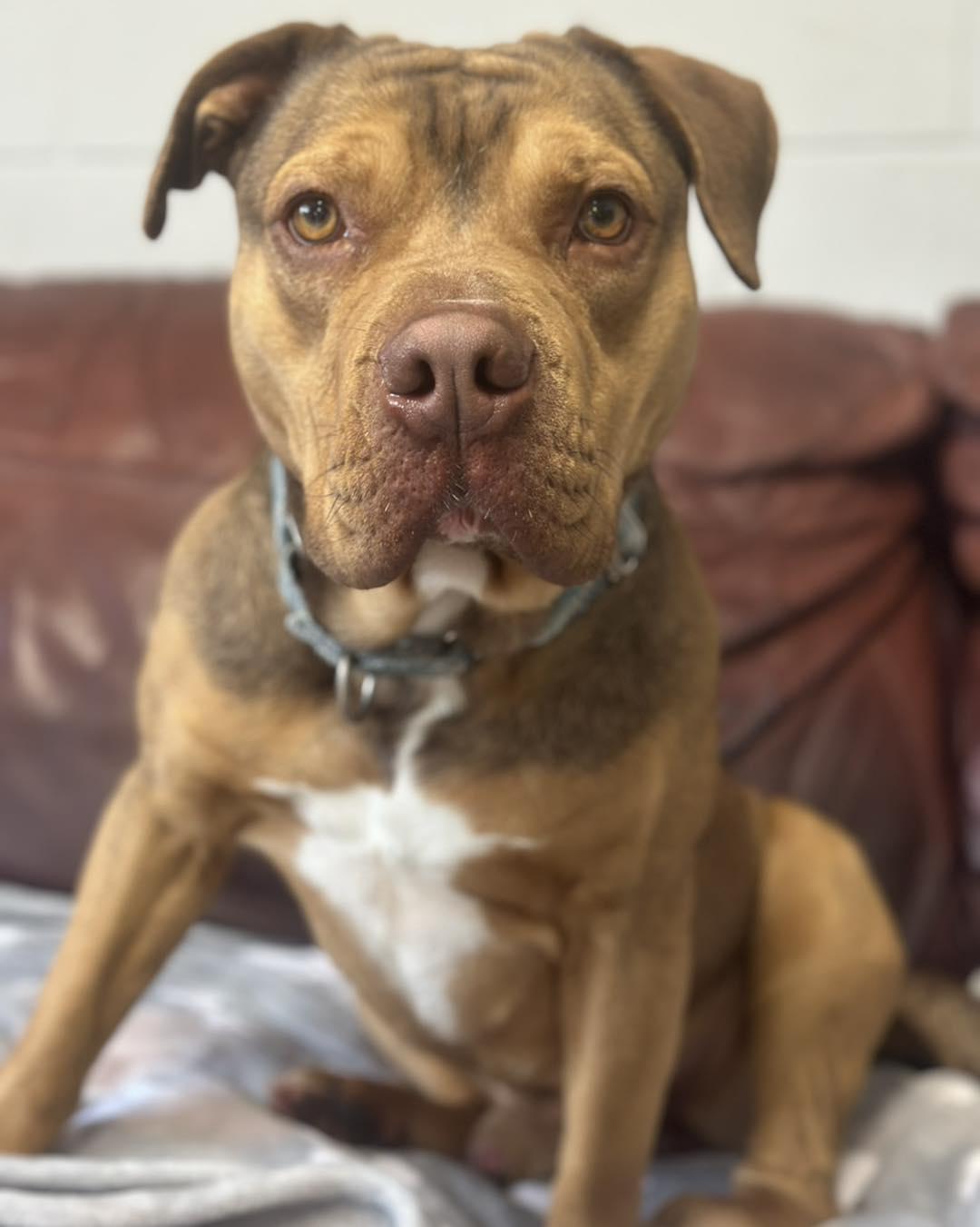 Igor, Adoptable, Adult Male Terrier.