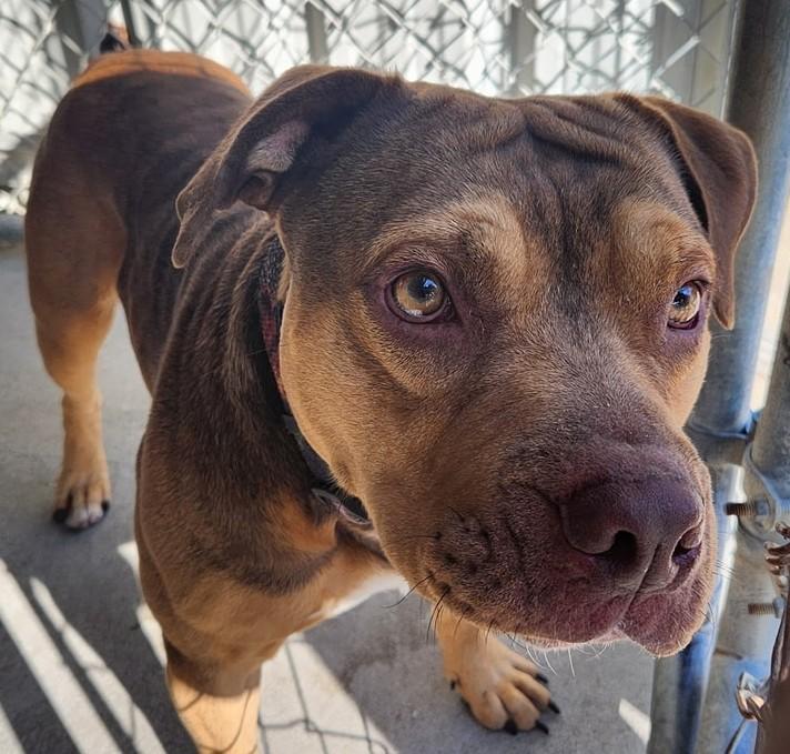 Enlarge Igor, a Adoptable Terrier in North Myrtle Beach, SC image 6/6