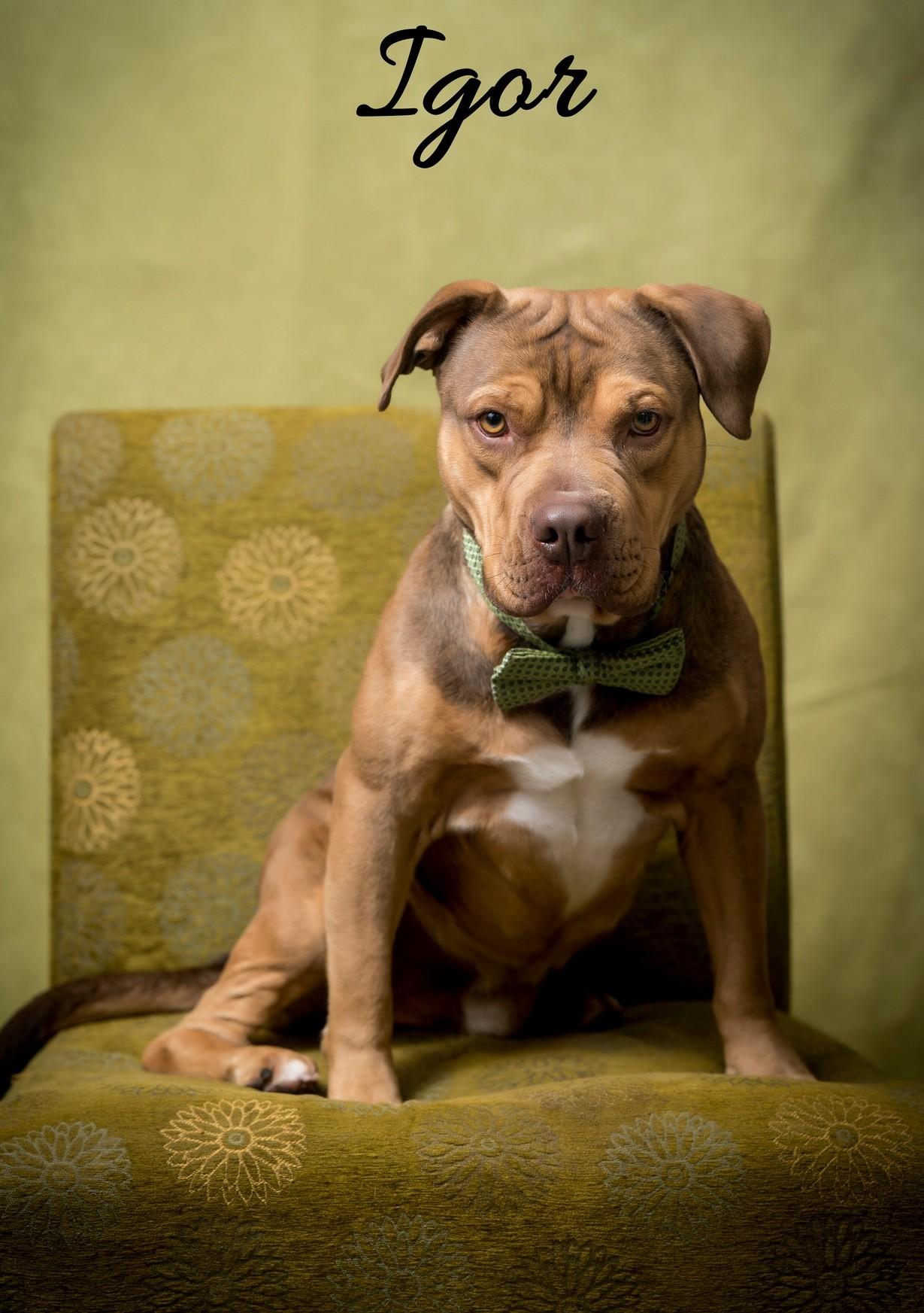 Enlarge Igor, a Adoptable Terrier in North Myrtle Beach, SC image 1/6