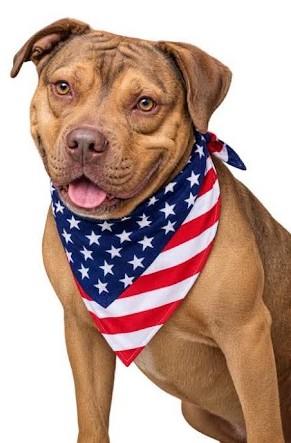 Enlarge Igor, a Adoptable Terrier in North Myrtle Beach, SC image 5/6