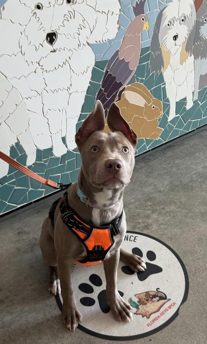 Journey, adopted, Young Female Mixed Breed.
