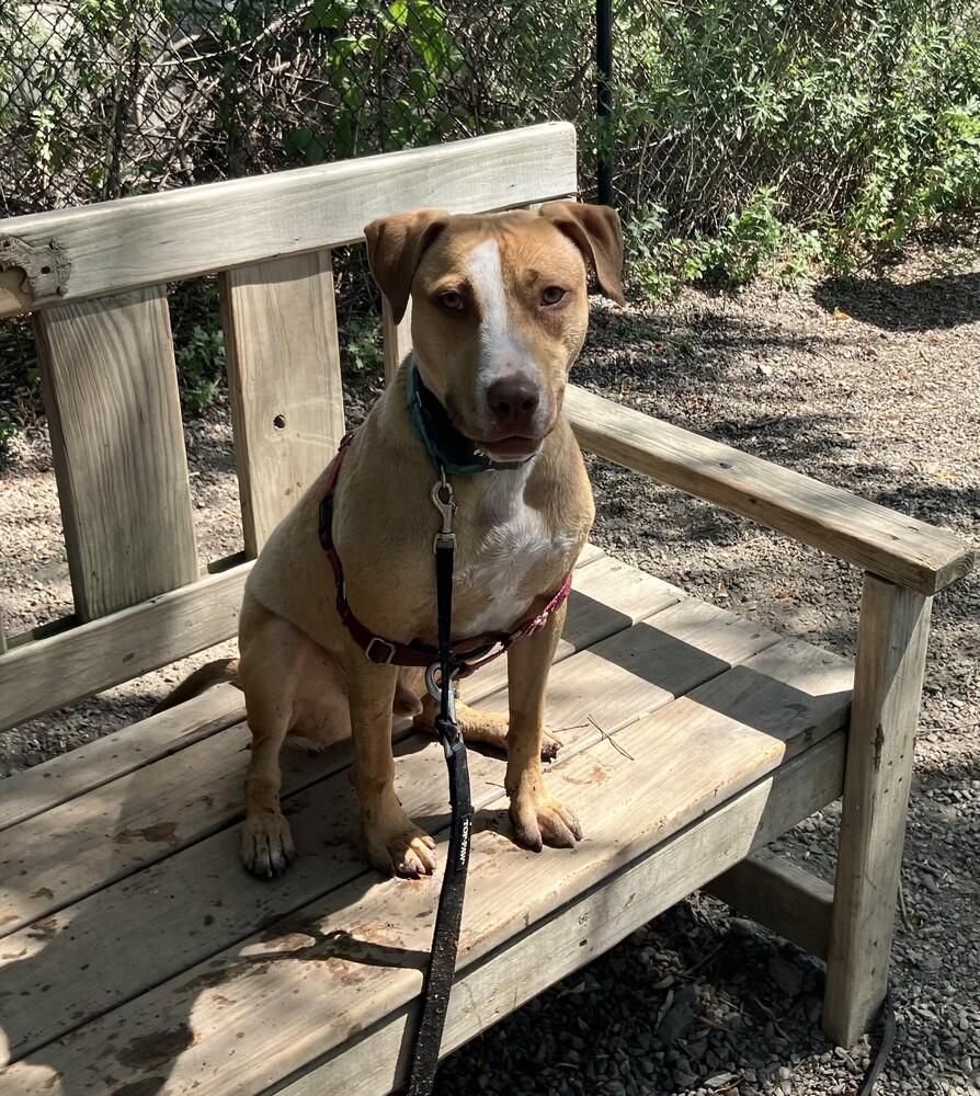 CJ, a Adoptable mixed breed in Elmsford, NY image 1/6