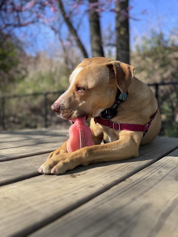 CJ, a Adoptable mixed breed in Elmsford, NY image 2/6