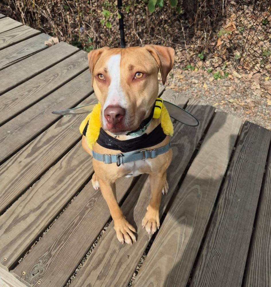 CJ, a Adoptable mixed breed in Elmsford, NY image 3/6